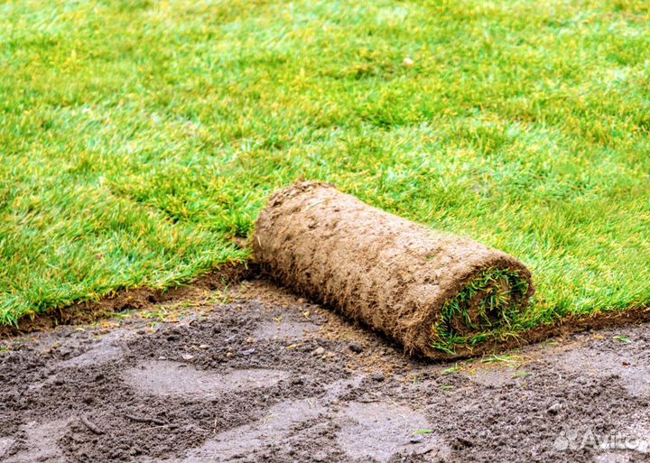 Натуральный рулонный газон