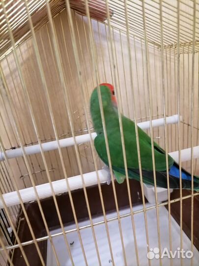 Попугай неразлучник