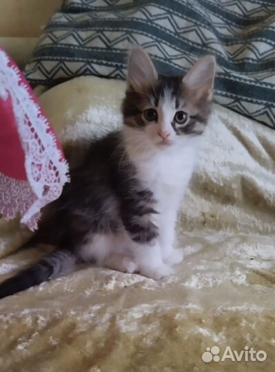 Котик в добрые руки