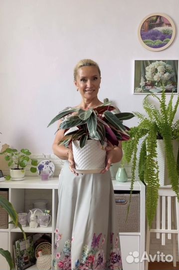 Озеленение, уход за растениями