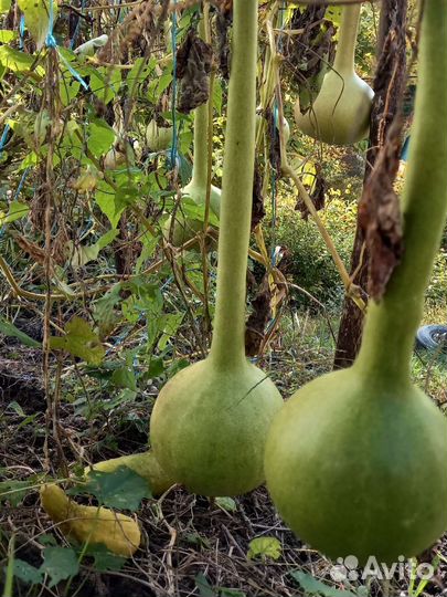 Семена лагенарии - бутылочной тыквы