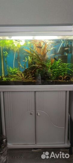 Аквариум