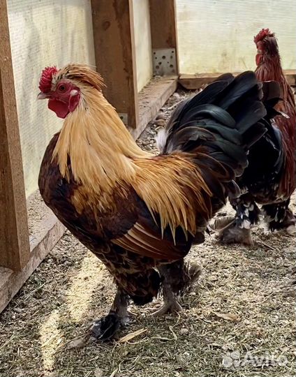 Куры бентамки