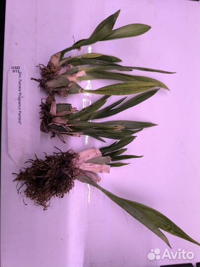 Орхидея онцидиум Fragrance Fantast