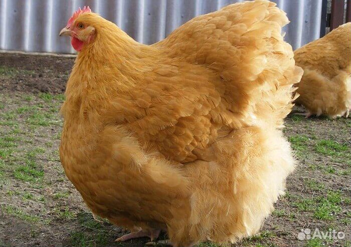 Орпингтон палевый,подростки