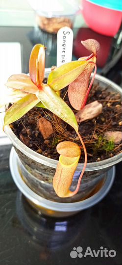 Непентос Sangvenia