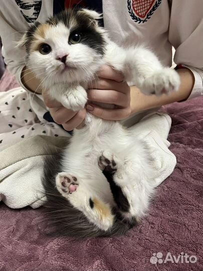 Кошка в дар бесплатно