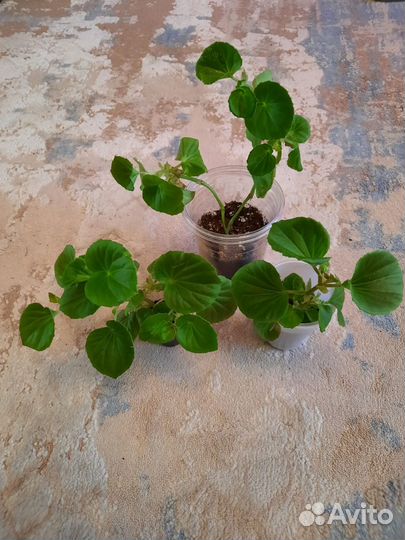 Бегония вечноцветущая махровая