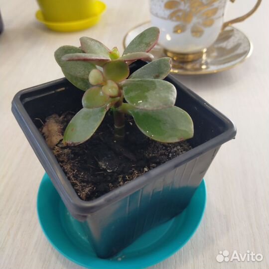 Толстянка крассула Карликовая и Овата вариегатная