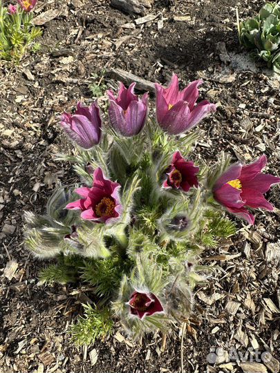 Семена прострела