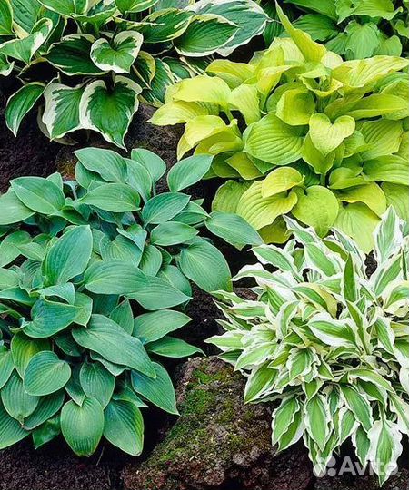 Хоста растение