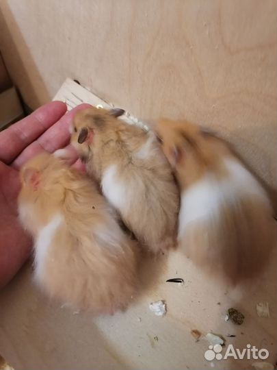 Хомяк сирийский ангорский