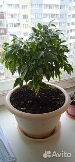 Продам цветы комнатные