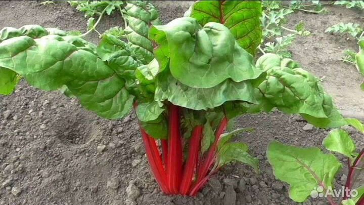 Мангольд листовой семена
