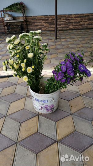 Астра срезка, цветы букеты