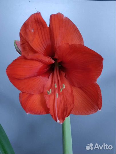 Амариллис