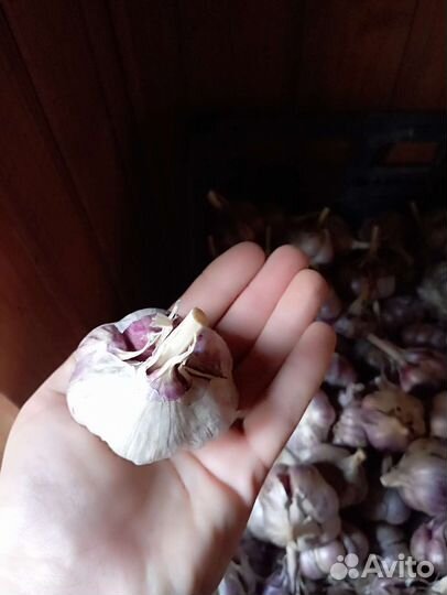 Тыква. Чеснок. Кабачки. Картошка