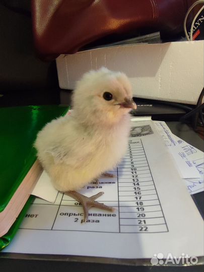 Пасхальные цыплятки