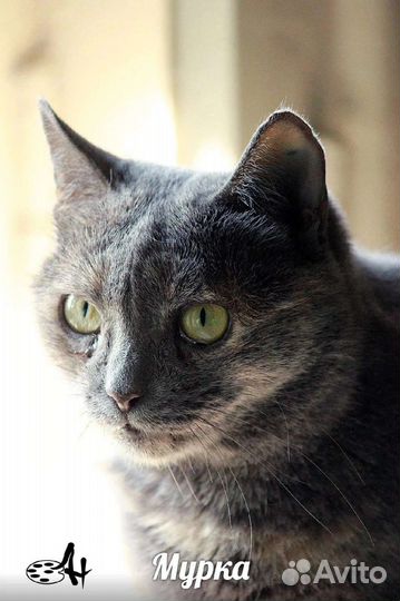 Ищем дом кошечке Мурке