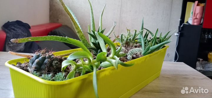 Ящик с суккулентами