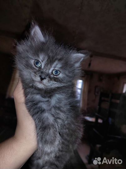 Шотландская кошка
