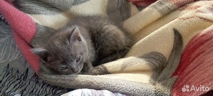 Шотландские вислоухие котята