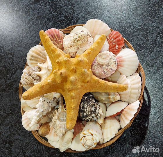 Морские ракушки + звезда