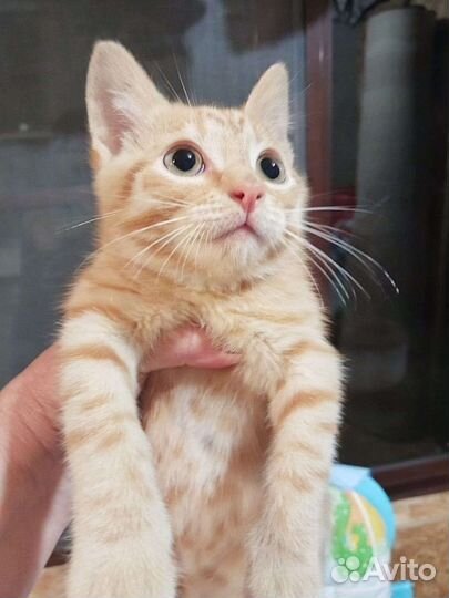 Котенок Шурик