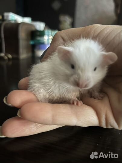 Сирийский хомяк малыш