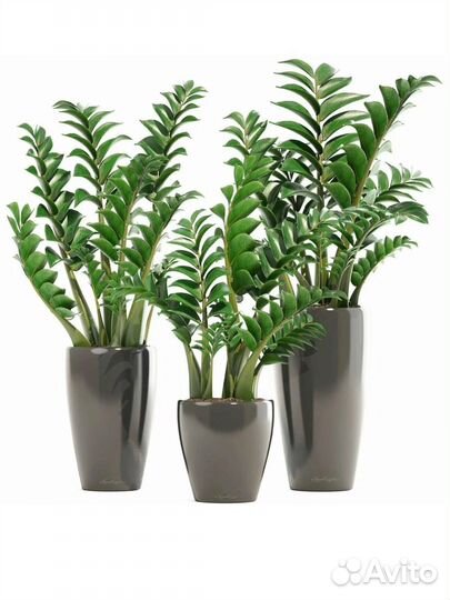 Замиокулькас (долларовое дерево )