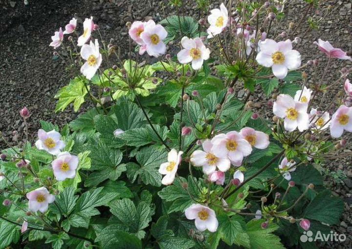 Саженцы анемоны (ветреницы) японской Робустиссита