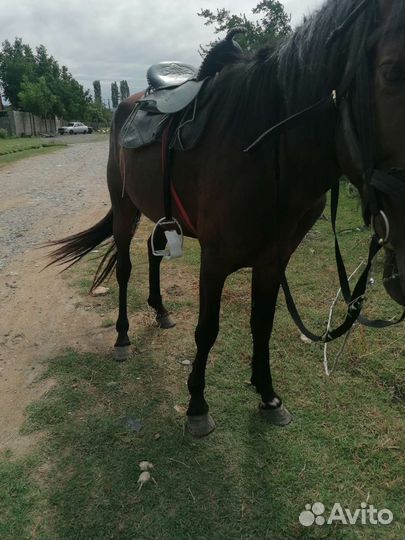 Лошадь жеребец