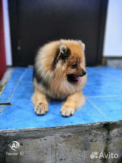 Померанский шпиц вязка