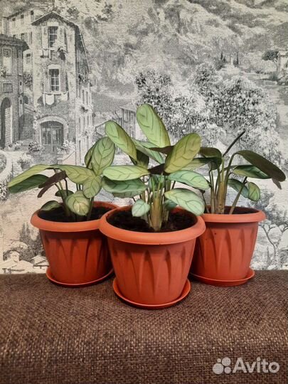 Калатея Литце,Руфибарба и Ктенанте Амагрис