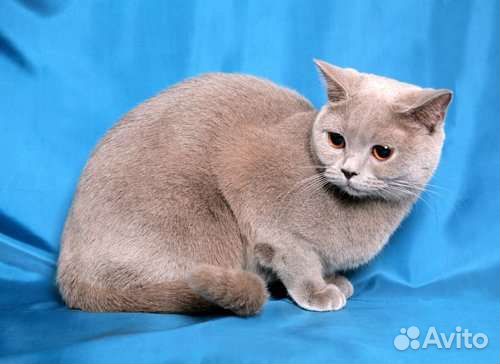 Шотландский кот вязка