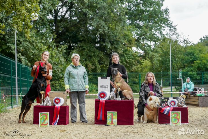 Дрессировка, воспитание, показ на выставке собак