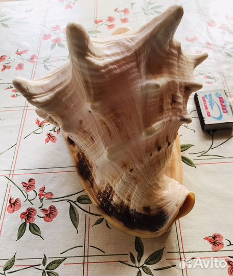 Ракушка гигант