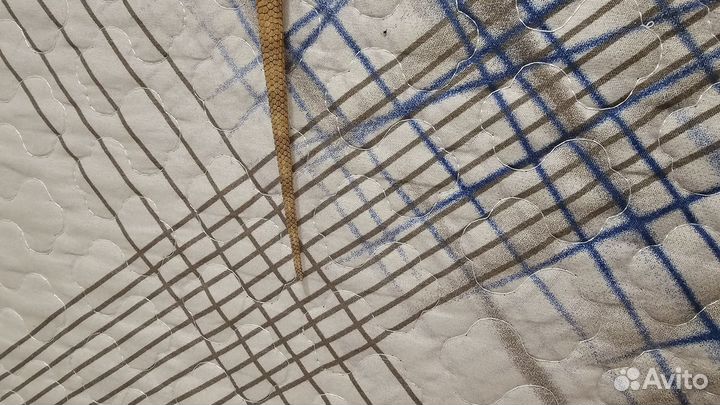 Бородатая агама с террариумом