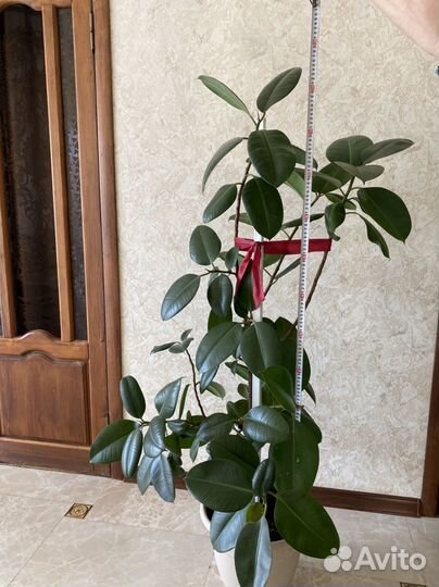 Комнатные цветы