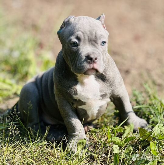 Щенки булли