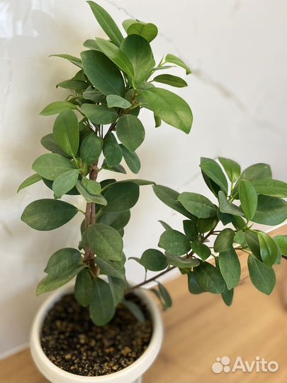 Фикус микрокарпа