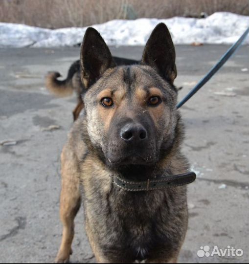 Рэм ищет дом