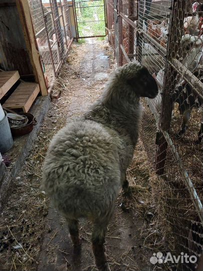 Курдючный баран