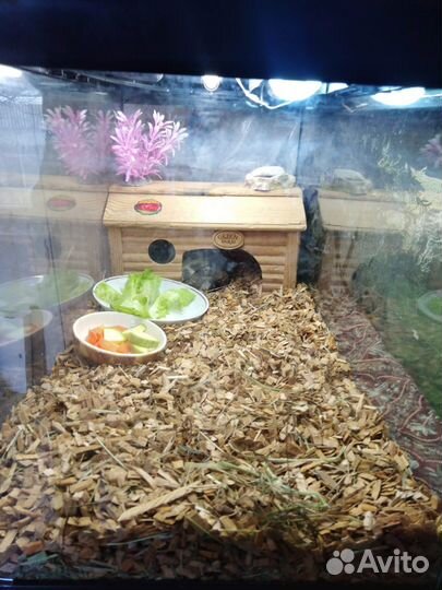 Черепашка сухопутная:)