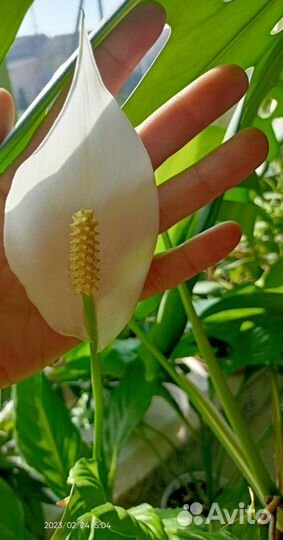 Спатифиллум