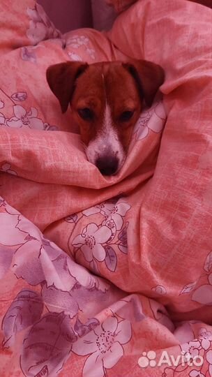 Передержка собак и кошек. Выгул собак. Зооняня