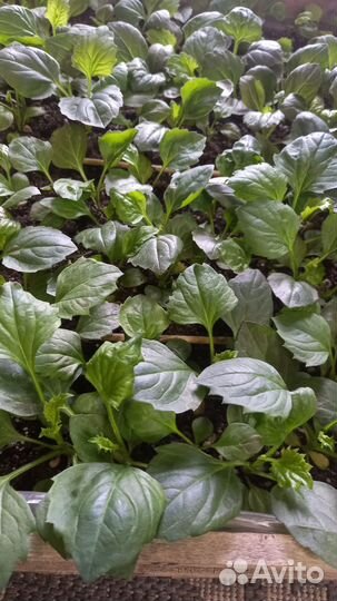 Рассада цветов