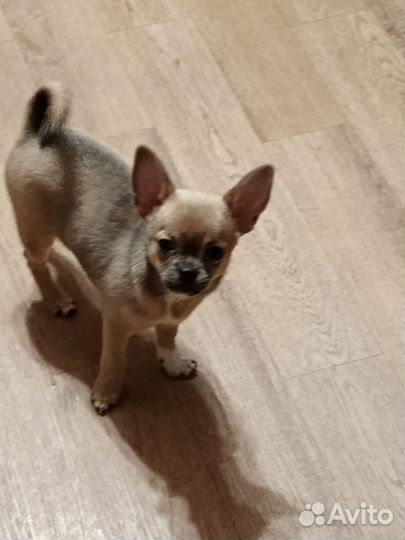 Щенки чихуахуа