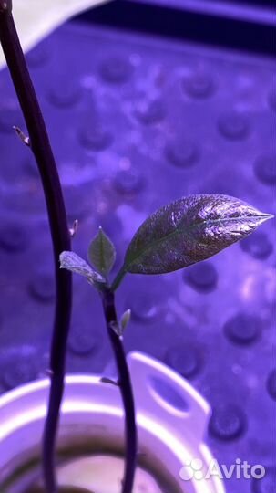 Авокадо растение