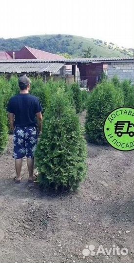 Туя Колумна